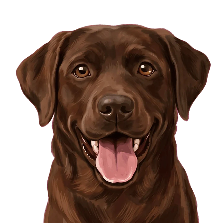 Portrait de Habanera, labrador chocolat